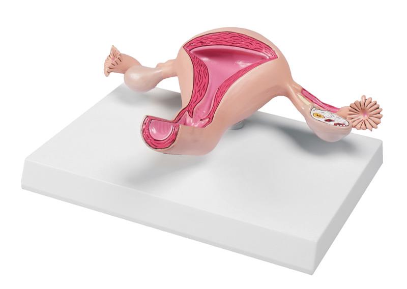 UTERUS GRANDEUR NATURE ERLER Z